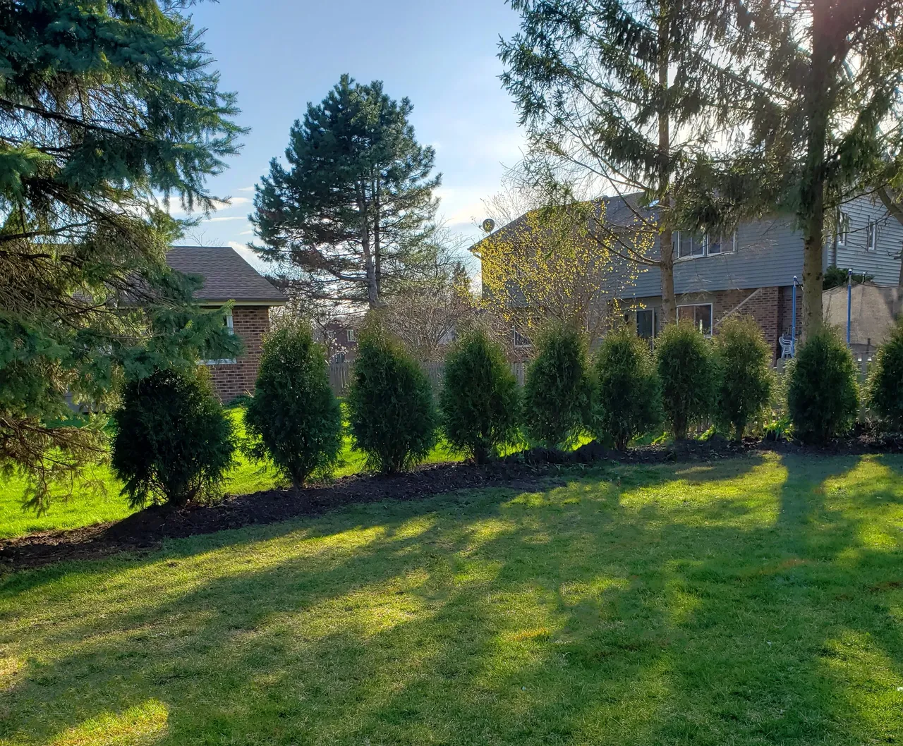 Arborvitae privacy hedge installation with lawn — Glen Ellyn IL