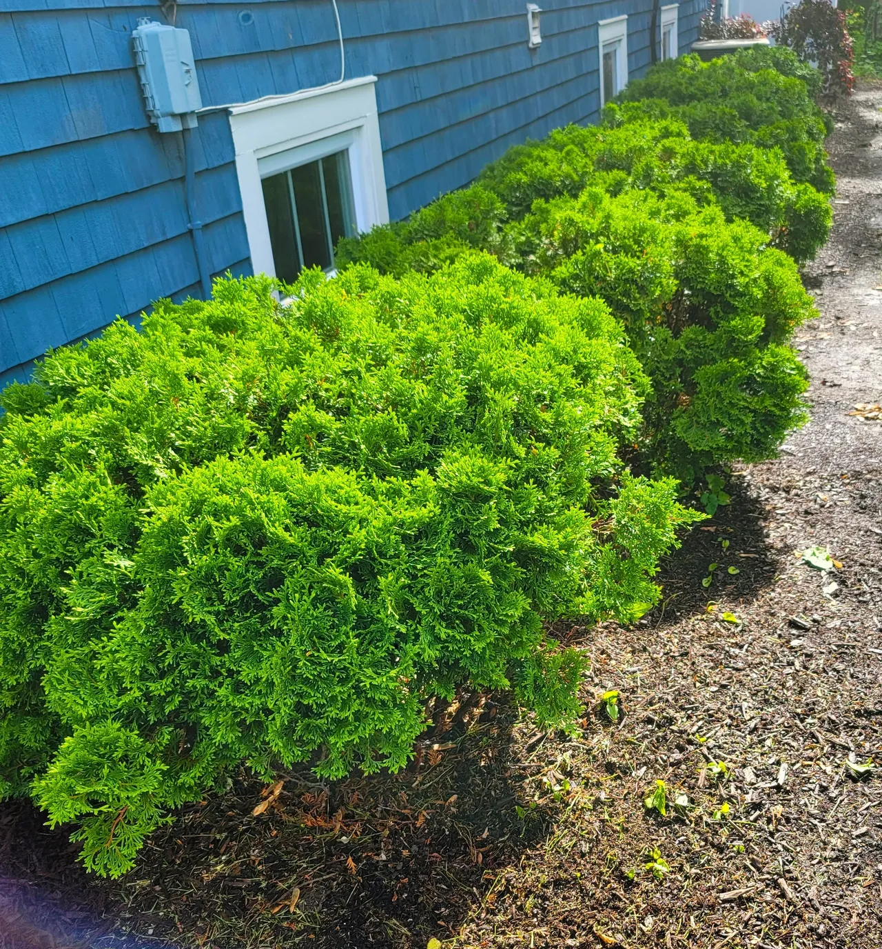 Boxwood shrub trimming and fresh mulch bed — Wheaton IL