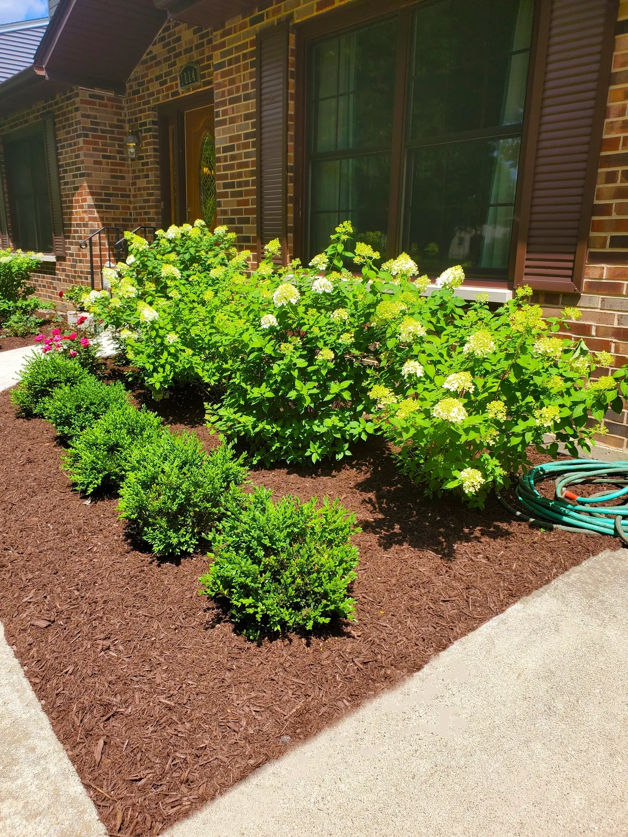 Flowering shrub mulch bed in front yard — Bartlett IL