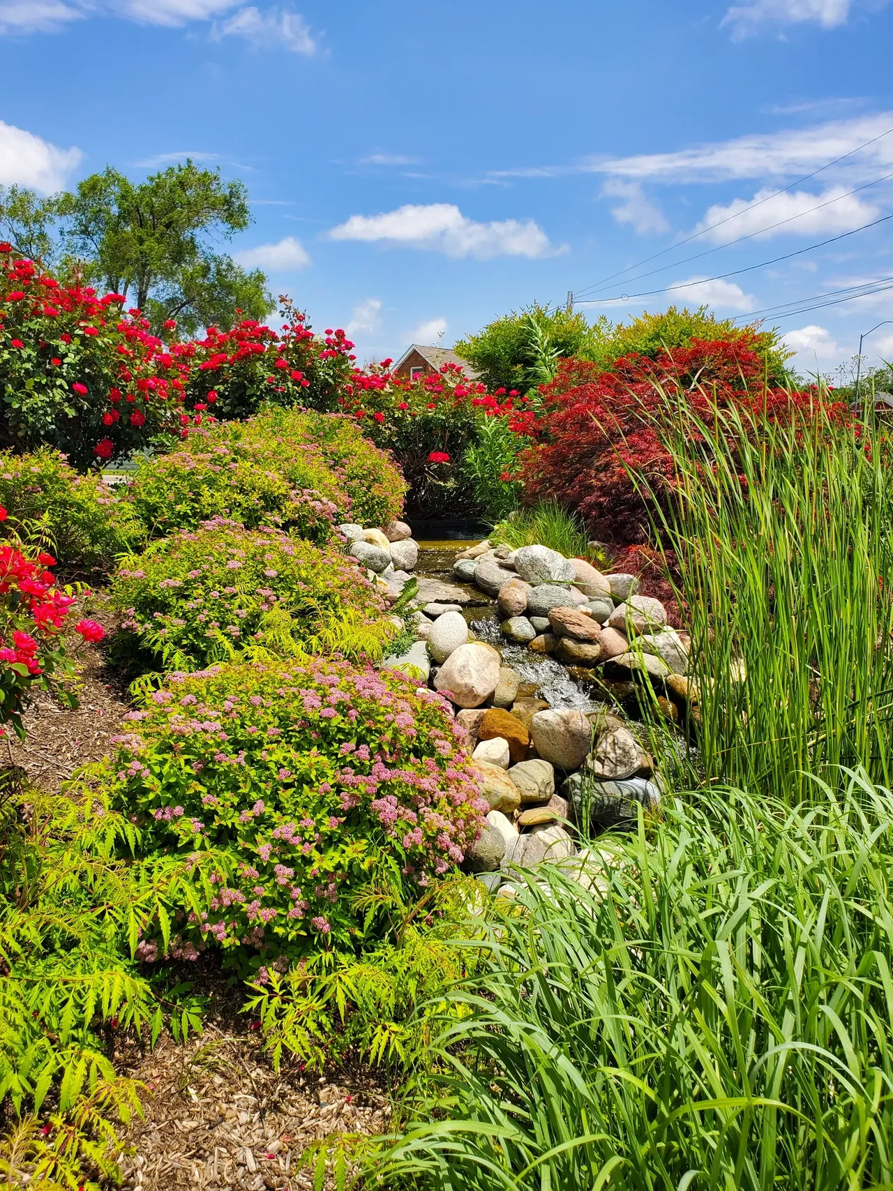 Garden creek stream with flowers — Glen Ellyn